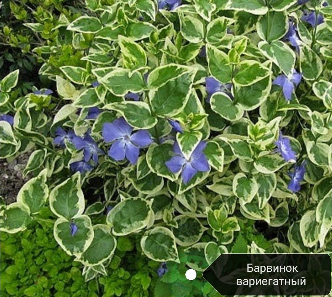 Многолетники для саду.