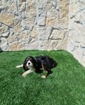 Cavalier King Charles Tricolor
