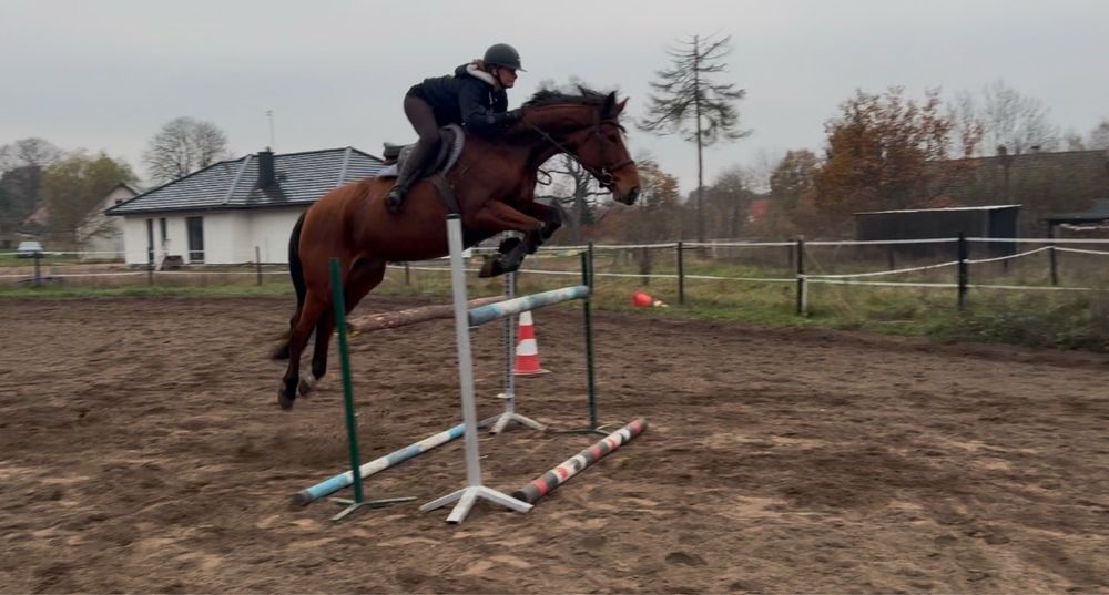 Oldenbusra klacz z bardzo dobrym rodowodem