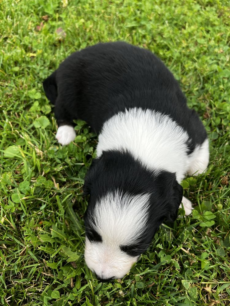 Suczka Border collie