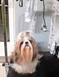 Suczka shih tzu tricolor-gotowa do odbioru.