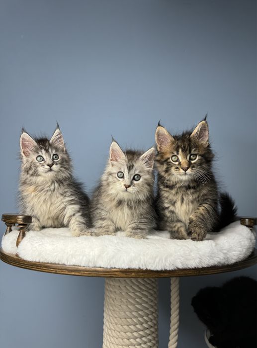 Котята мейн кун 1.5 месяца девочки меховая крупная линия