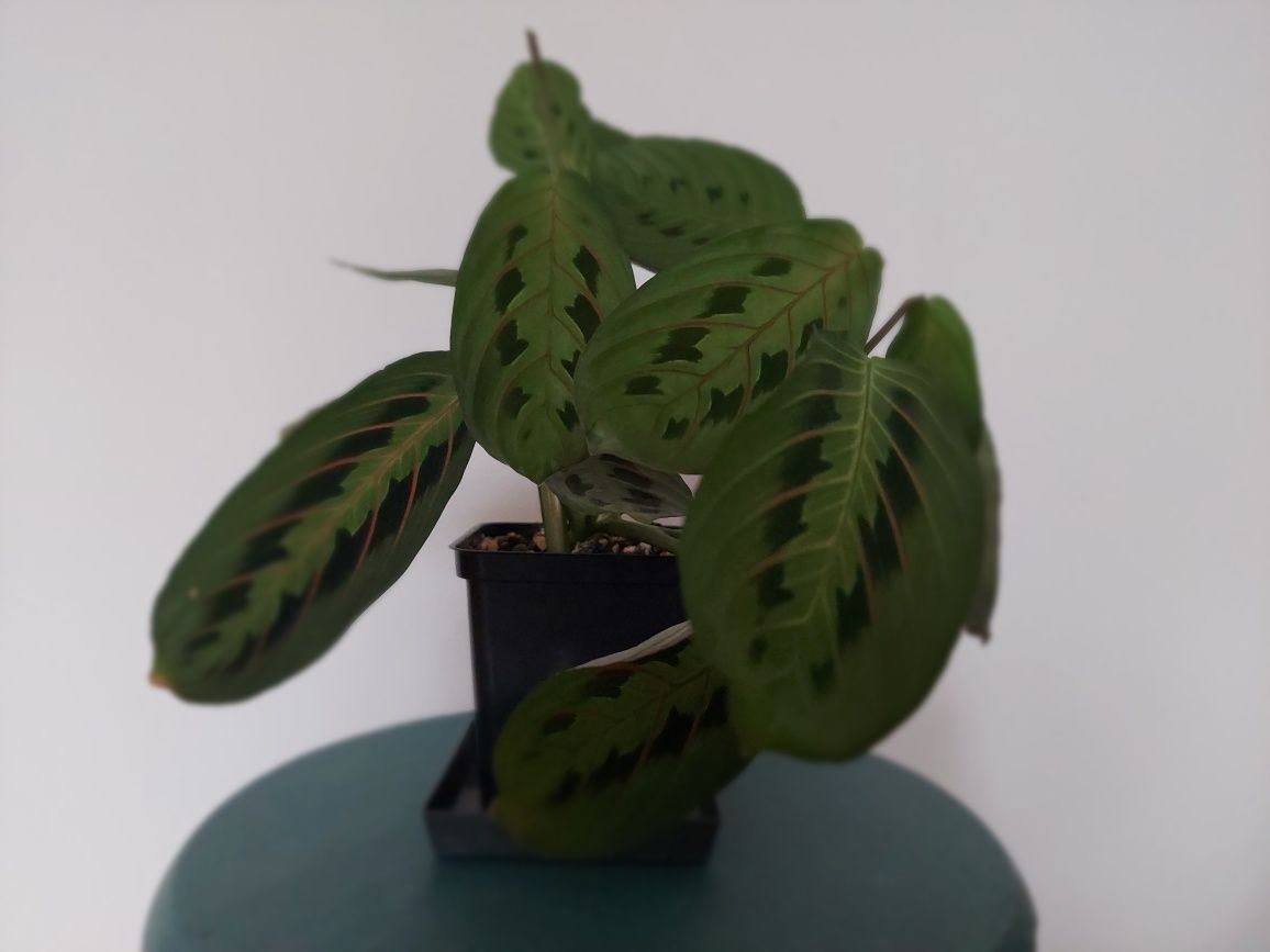 Maranta Fascinator tricolor