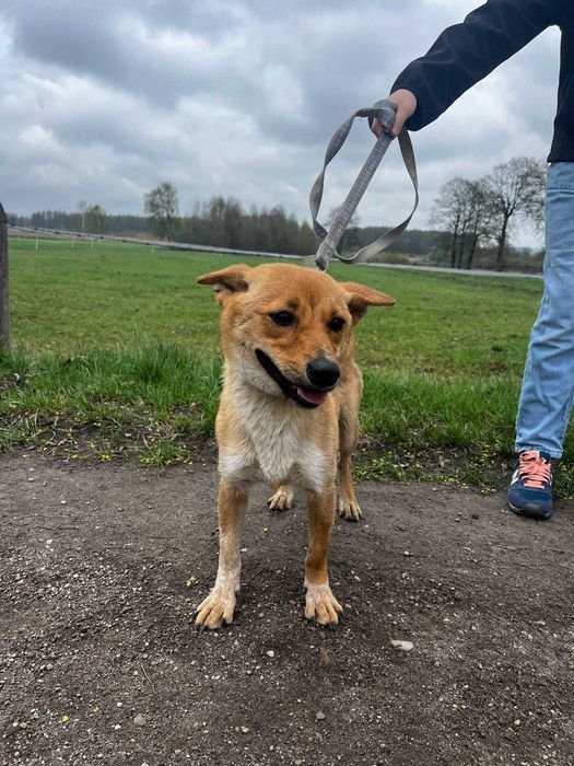 Shiba to mlodziutka (okolo roczna)mala sunia czeka na adopcję Kolno