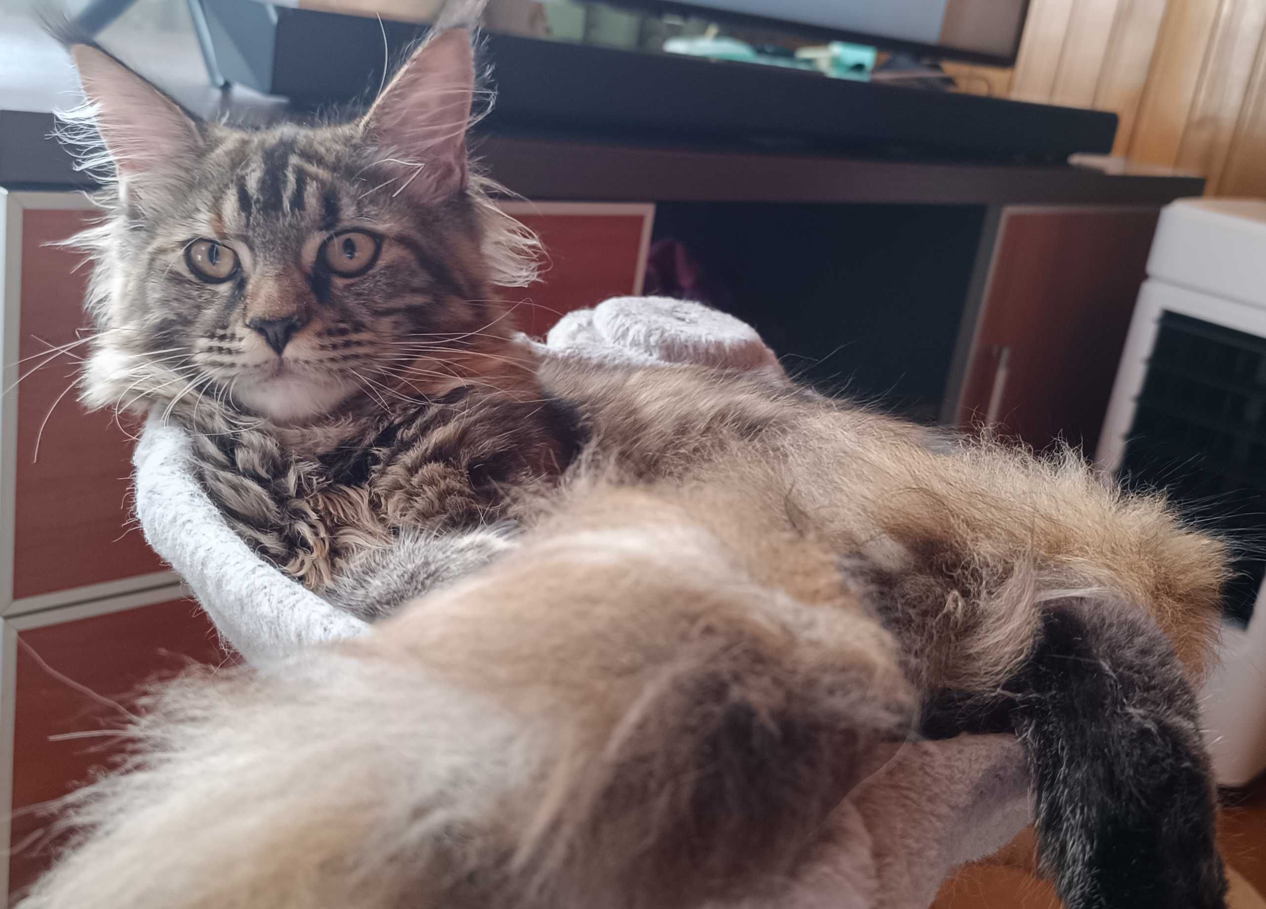 Bella Kotka Maine Coon Szylkretowa Klasycznie Pręgowana