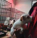 Menina jack russel terrier so hoje