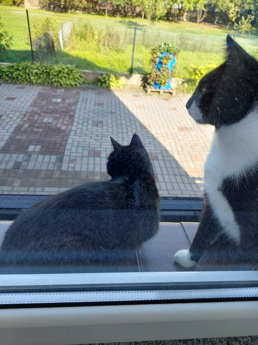 Kocurki Lucek I Guciu szukają domku w dwupaku