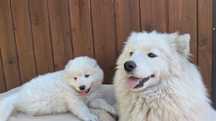 Samoyed Samojed Zapraszamy