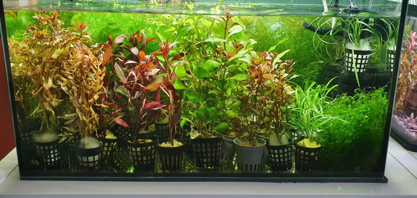 Ludwigia Repens Roślina do Akwarium Krewetkarium  Piękne Kolory