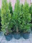 LIKWIDACJA PLANTACJI Tuja Szmaragd 145-150 cm - 50zł
