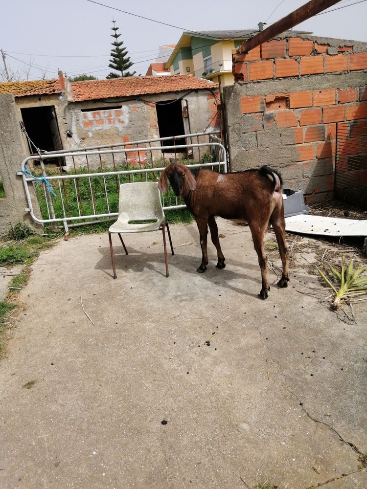 Vendem-se chibos Anglo-Nubianos puros ou troco por ovelhas