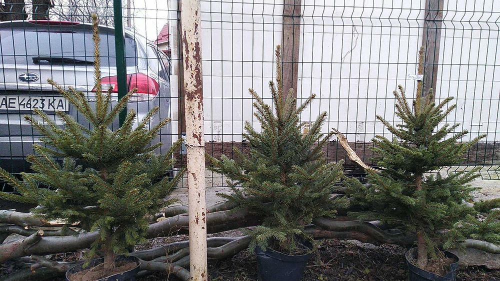 Ель, сосна, пихта, рододендрон, древесный пион, туи, можевельник