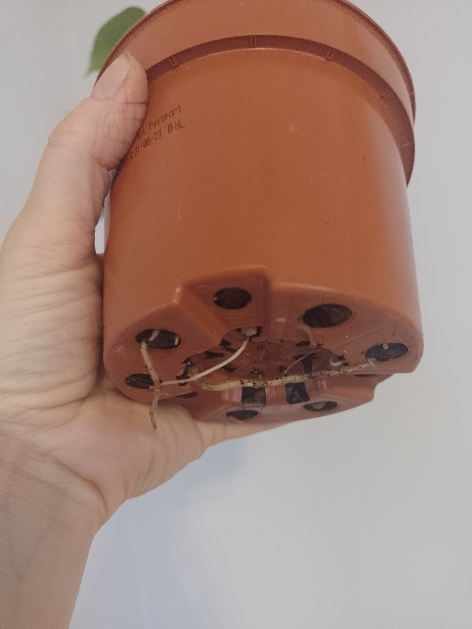 Monstera deliciosa młoda sadzonka