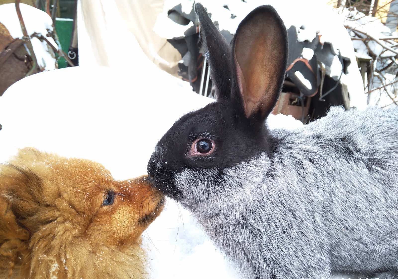 Кролики породи Полтавське срібло