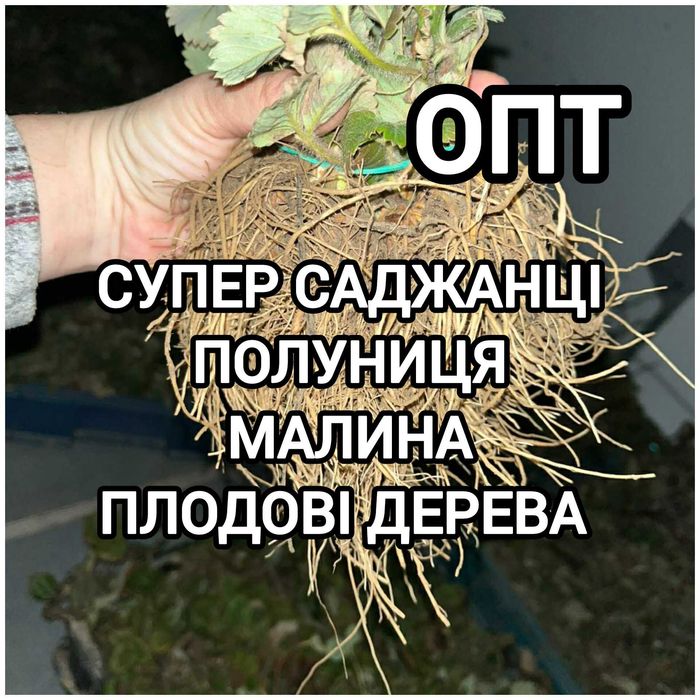 Розсада Полуниці Копана Касетна Малина Плодові дерева Саженцы Клубники