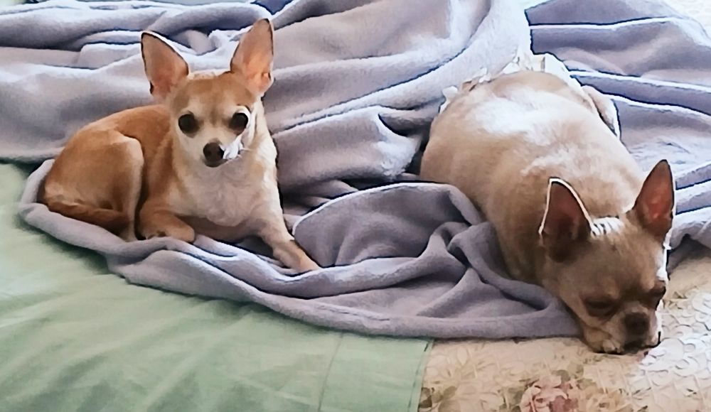 Передержка животных, детский сад для животных на Павловом Поле маленьк