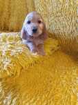 Cocker Spaniel Angielski Szczeniaczek Suczka