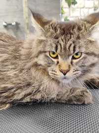 Maine Coon kocur FPL