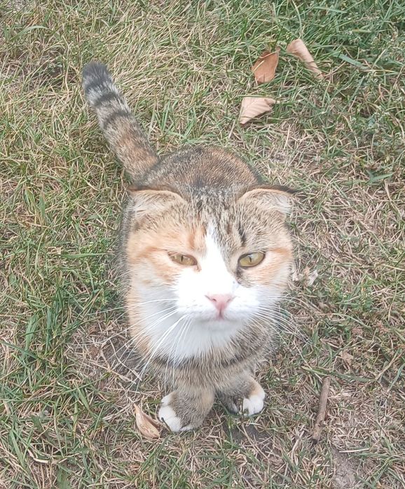 Отдам   котят от веслоухой мамы кошки