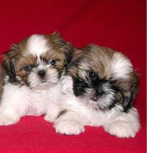Ши-тцу мини девочки