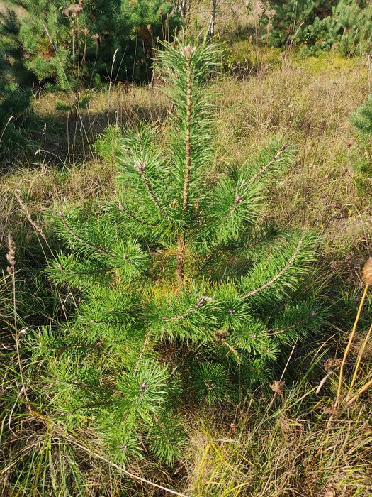 Продам саджанці сосни звичайної