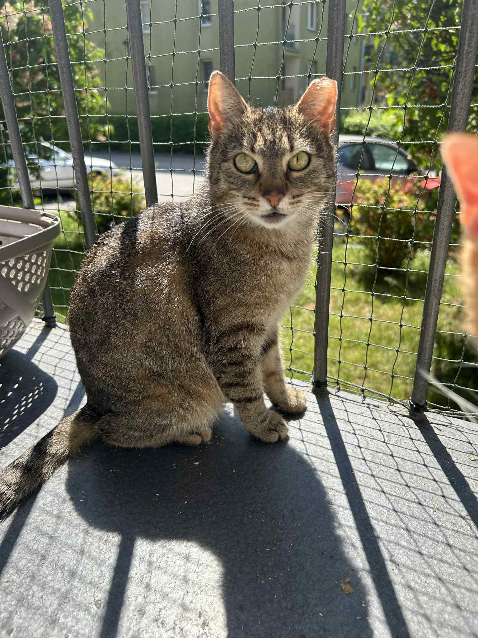 Pyza - śliczna, filigranowa bura kotka szuka domu. Nie kupuj adoptuj!