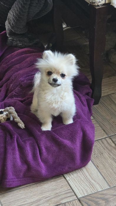 Померанский шпиц  мини