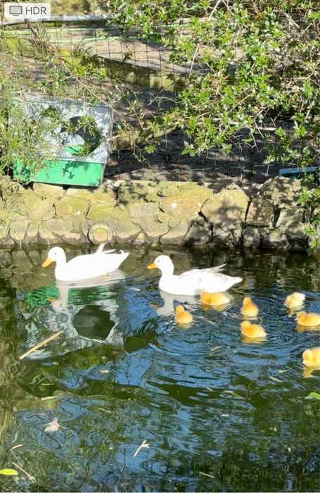 Patos Mignon brancos