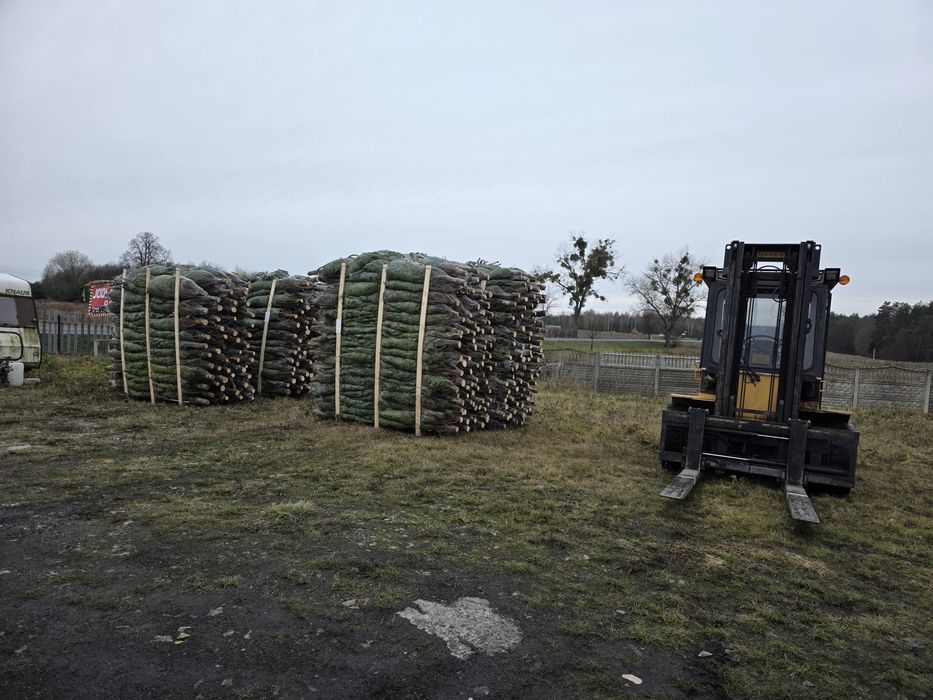 Jodła Kaukaska hurt Detal