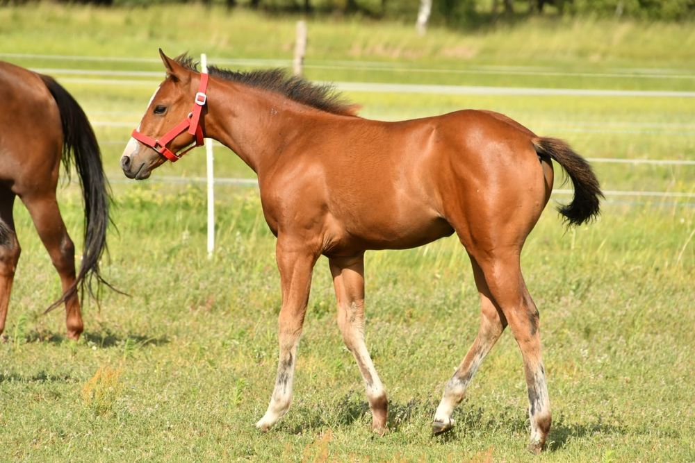 Klaczka AQH na sprzedaz