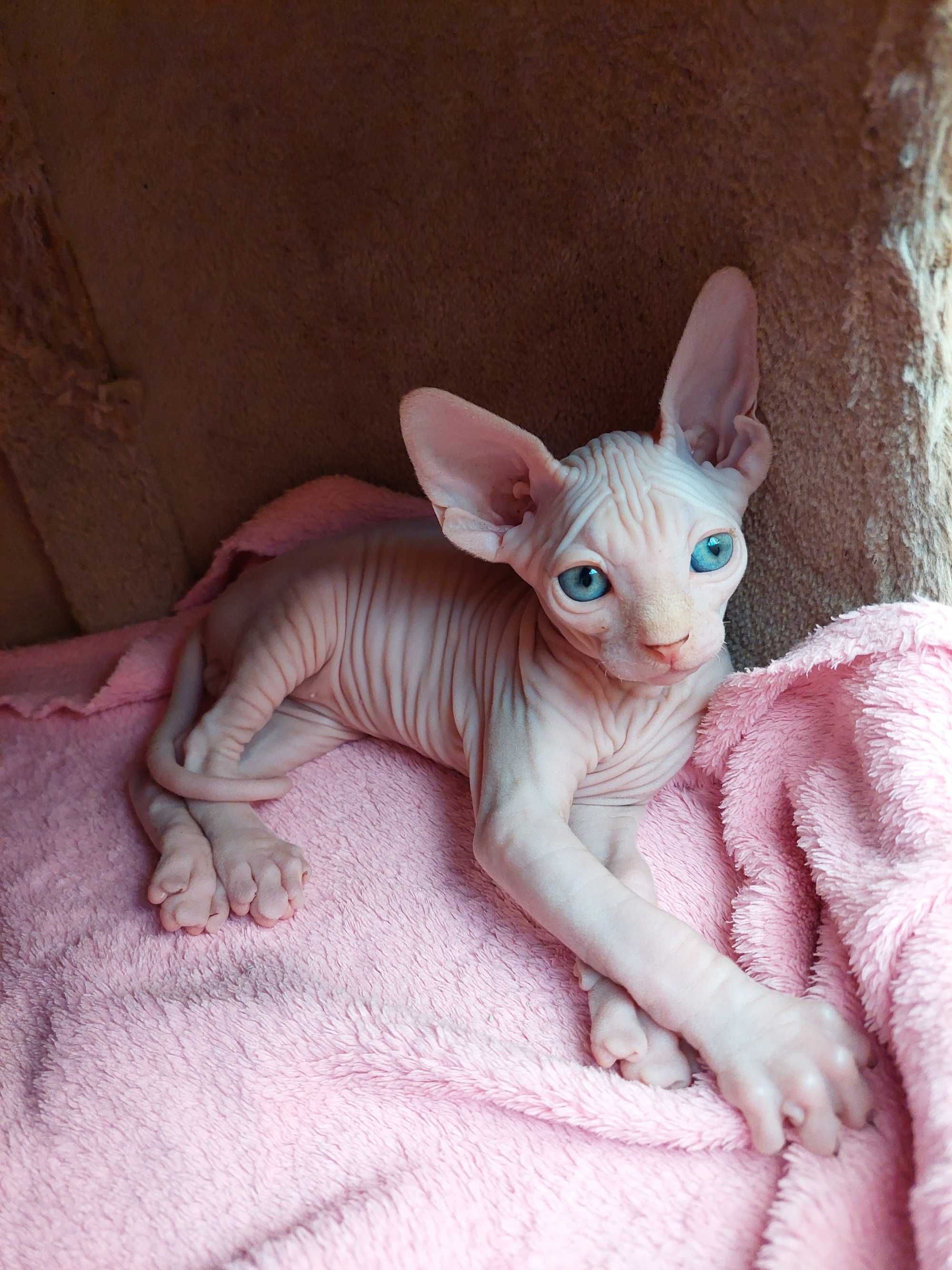 Gatinho   Sphynx