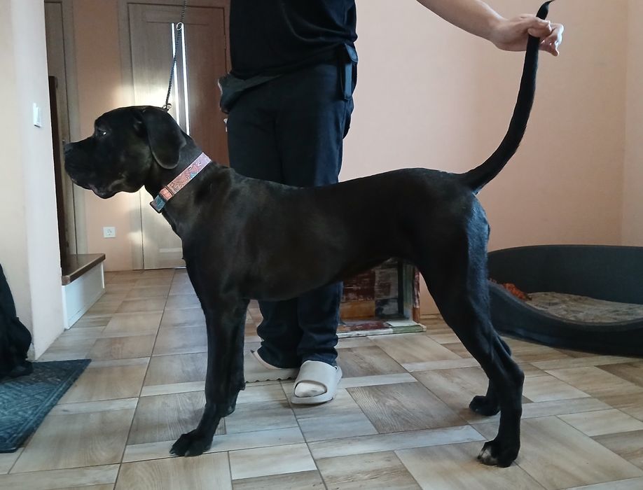 Кане-корсо 7 месяцев, КСУ, девочка