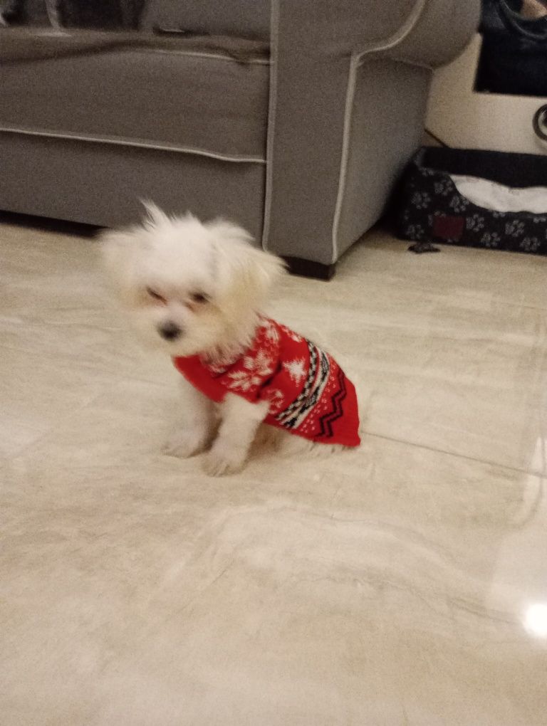r. Xs sweterek, ubranko dla małego psa, mikro psa, chihuahua