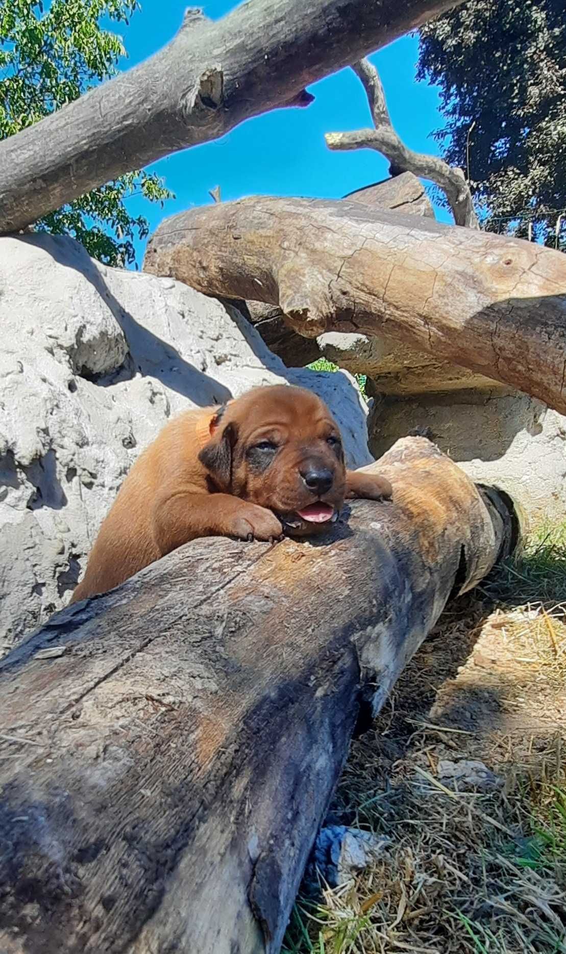 Szczeniak Rhodesian Ridgeback - Hodowla ZKwP/FCI