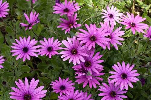 Planta de jardim com flores Dimorfoteca