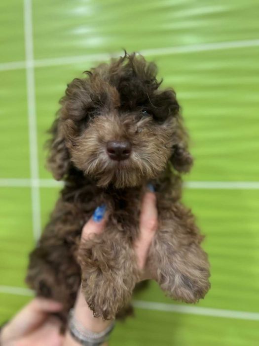 Малыш голубой пудель мерле - возраст 3 месяца