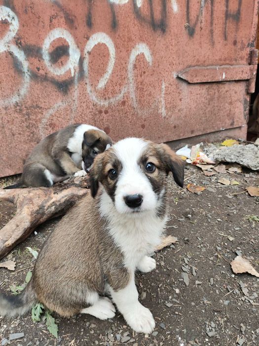 Цуценята (щенки) собаки