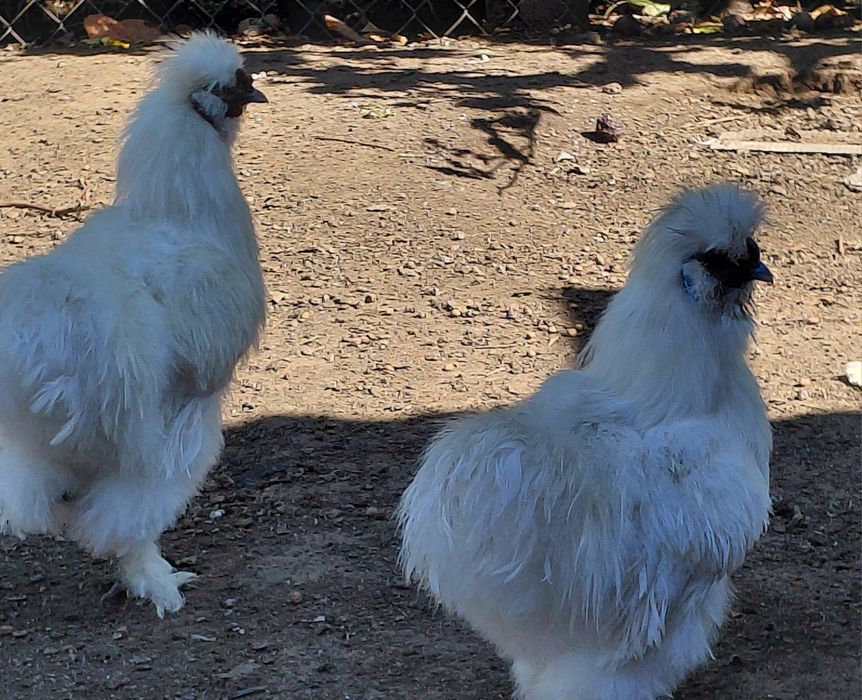 Китайская шёлковая петушки