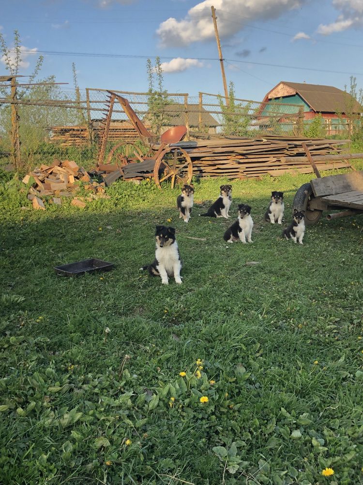 Цуценята колі.