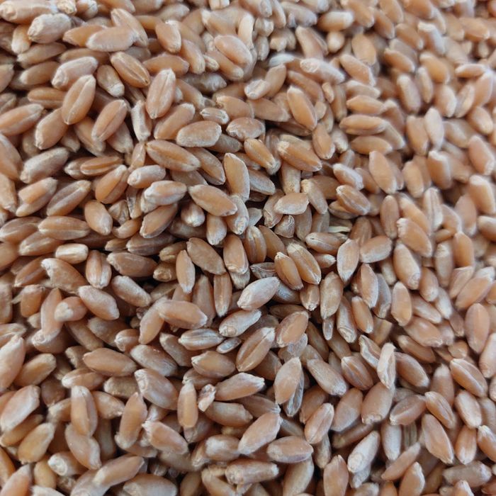 Продам пшеницу зерно