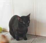 Doação de gatinhos bebés