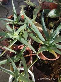 Aloes i żyworódka