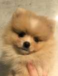 Pomeranian Szpic miniaturowy  piesek bardzo mały