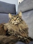 Kocur reproduktor Maine Coon