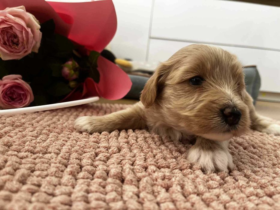 Śliczna sunia maltipoo - Do rezerwacji