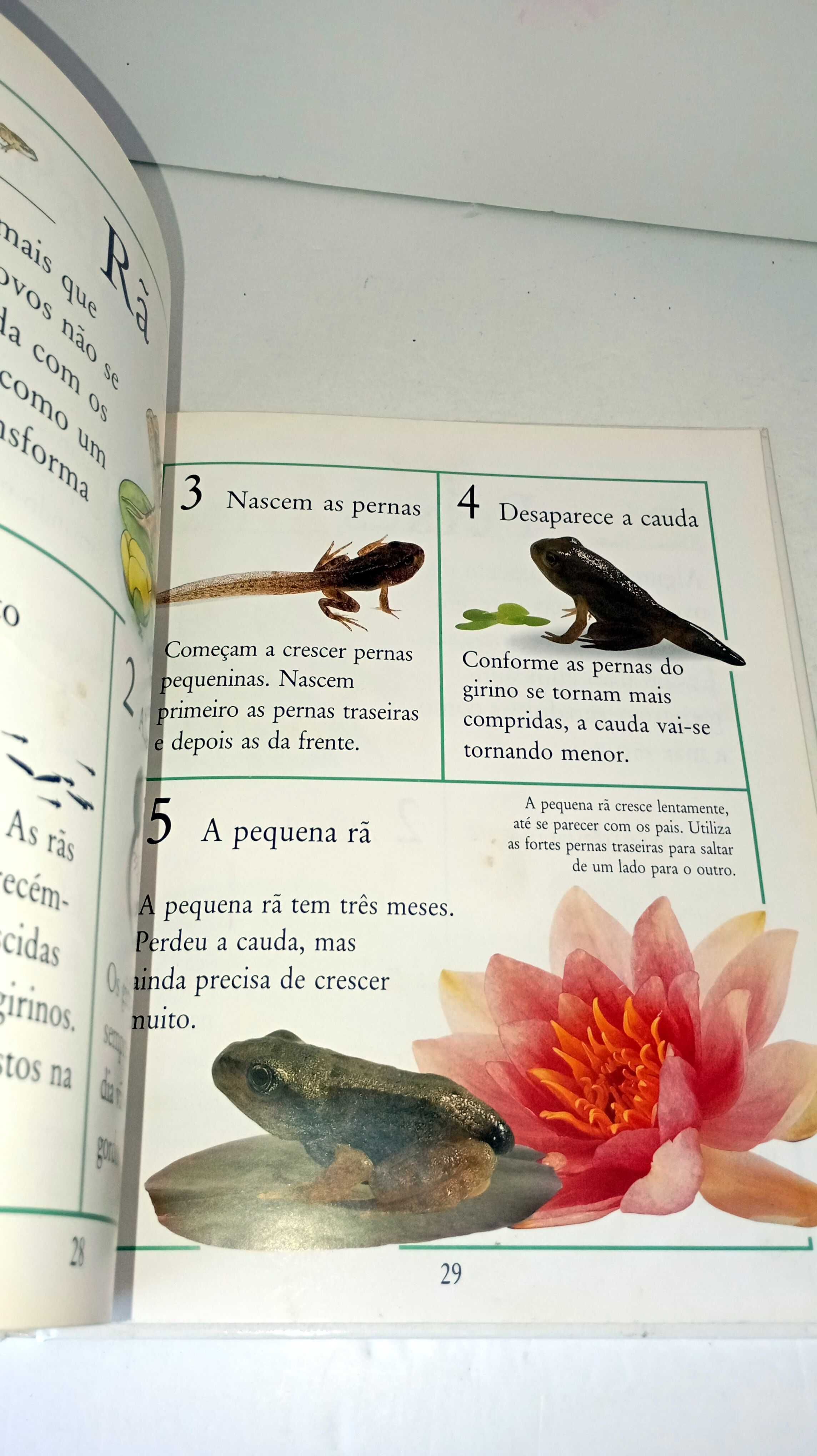 Como Crescem - Animais e Plantas