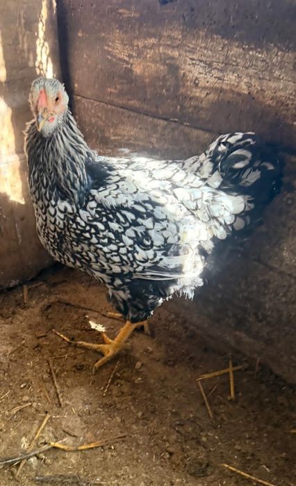 Galinha wayandotte 2025