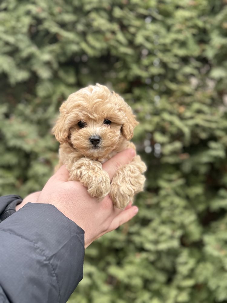 Мальтіпу ф1 міні