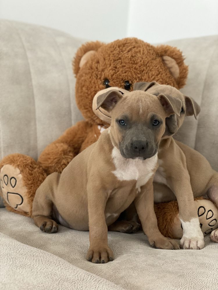 American Staffordshire terrier