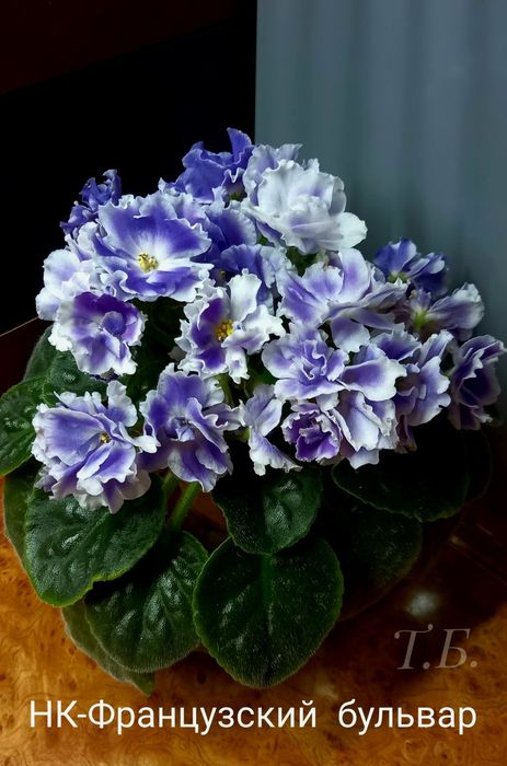 Фиалки. Детки сортовых фиалочек.